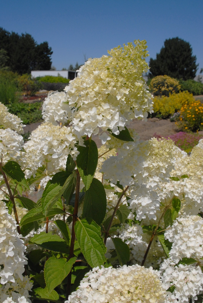 Panicles of white flowers.