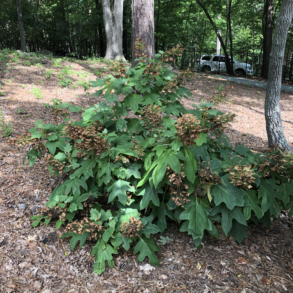 Hydrangea quercifolia
