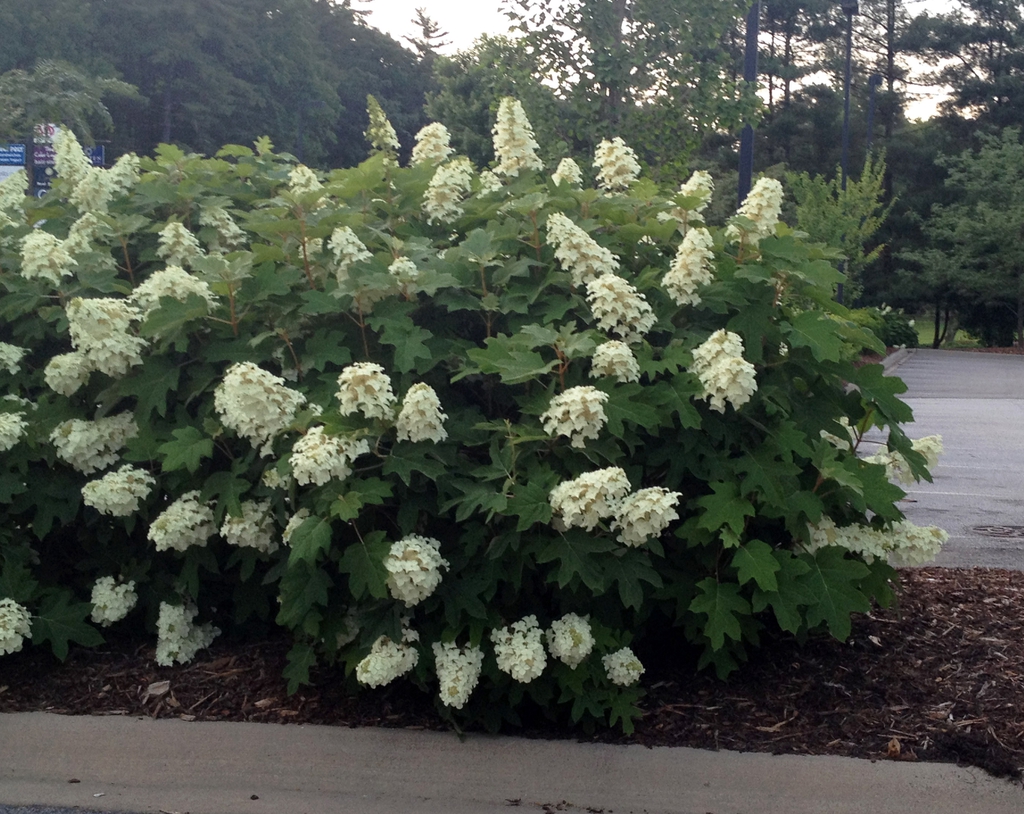 Hydrangea quercifolia