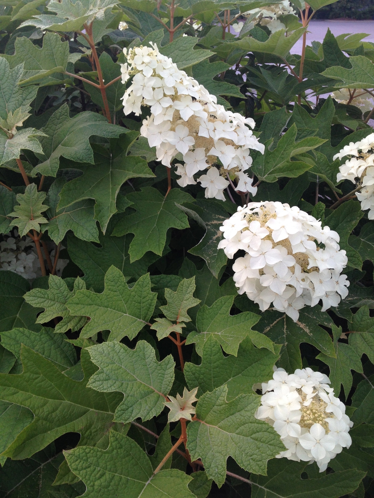 Hydrangea quercifolia