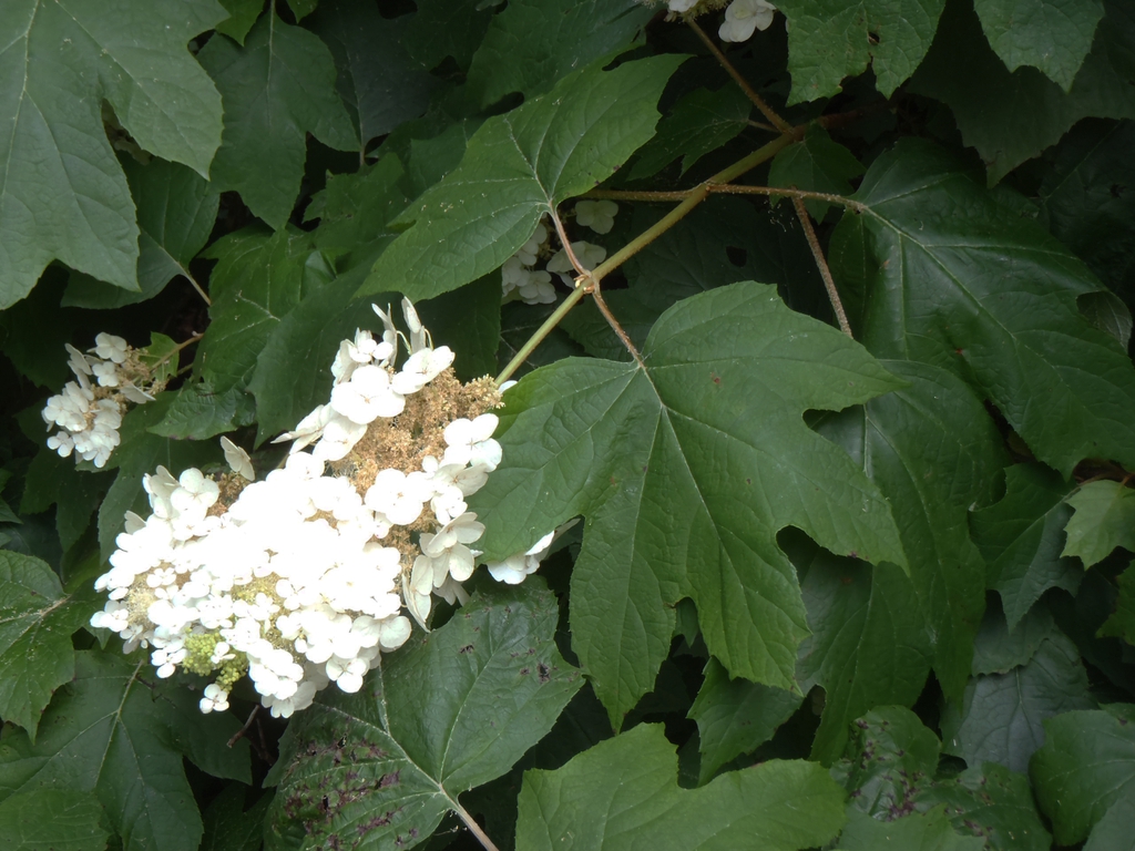 Hydrangea quercifolia