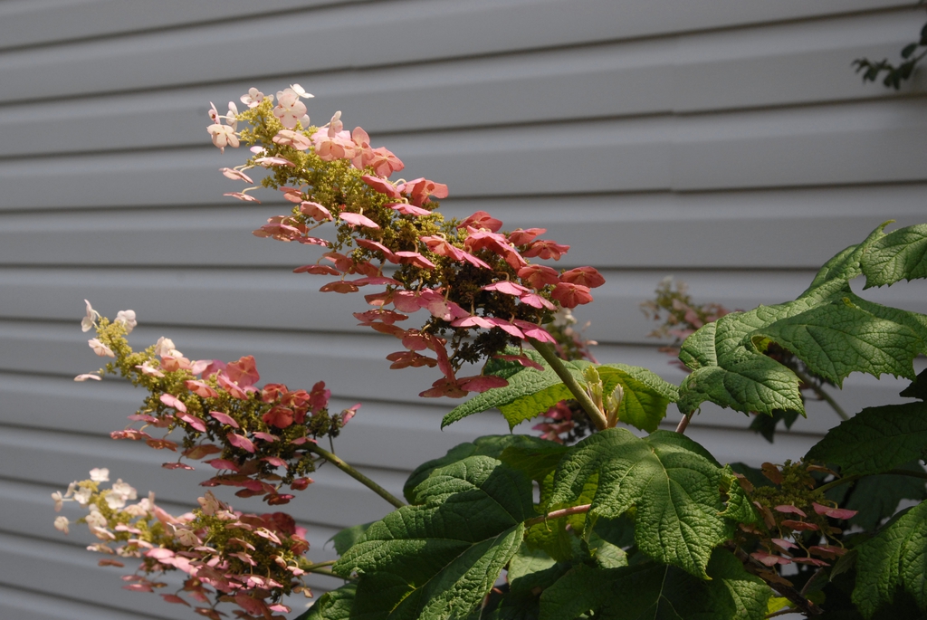 Hydrangea quercifolia