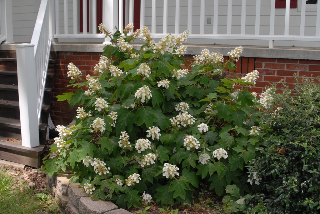 Hydrangea quercifolia