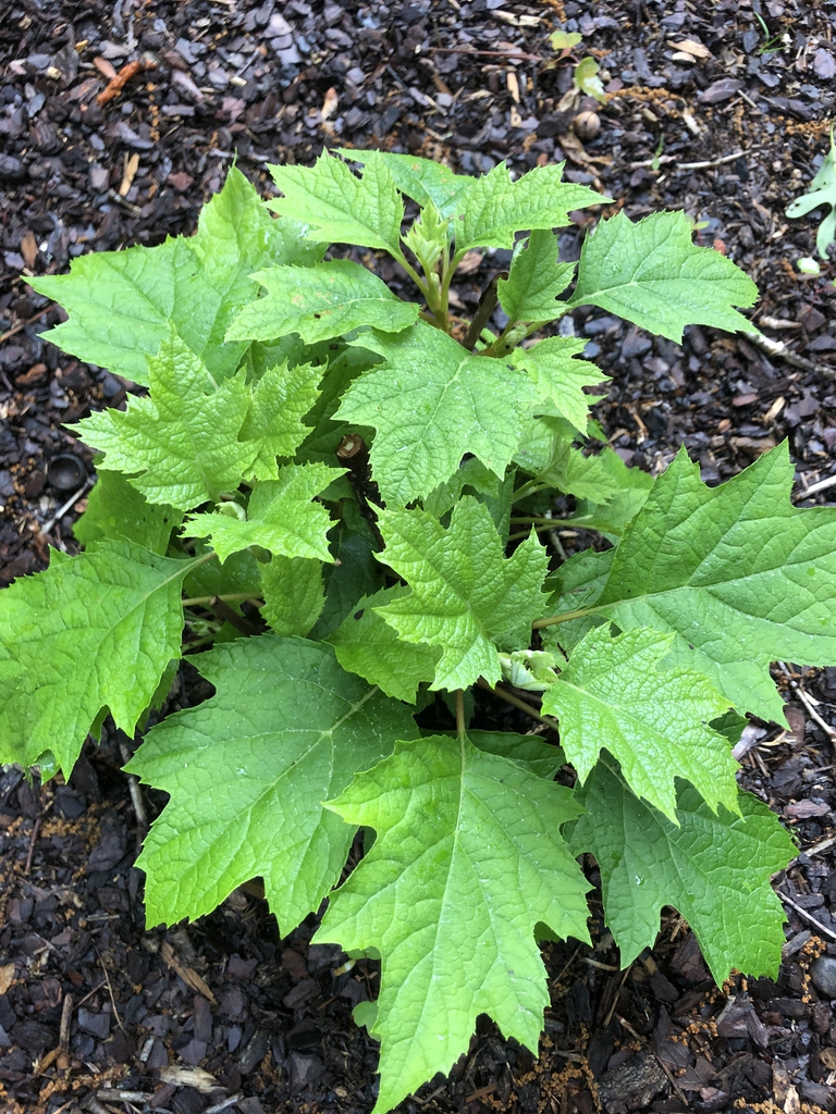 Hydrangea quercifolia