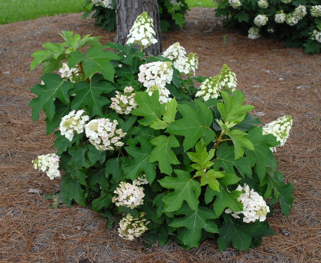 Hydrangea quercifolia