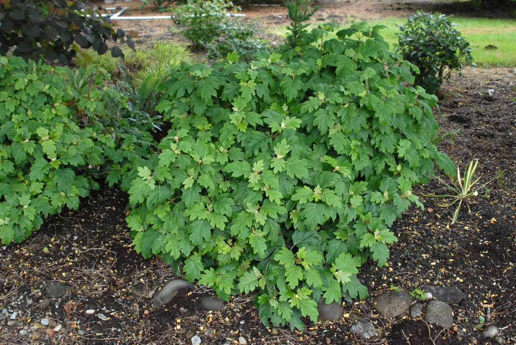 Hydrangea quercifolia