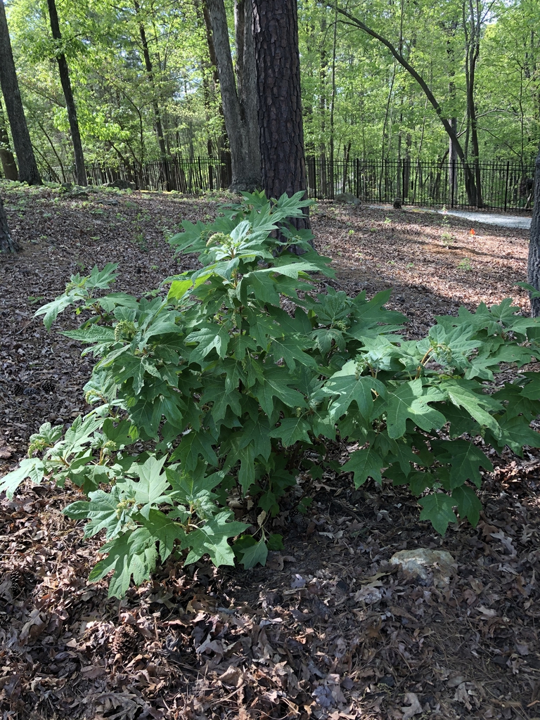 Hydrangea quercifolia