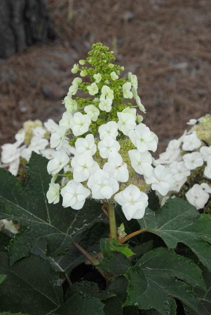 Hydrangea quercifolia