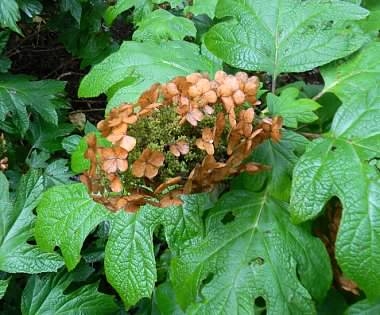 leaves and spent flower (Buncombe Co. NC, early fall)