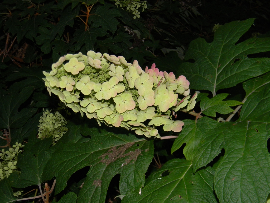 Inflorescence - Summer - Buncombe Co - NC