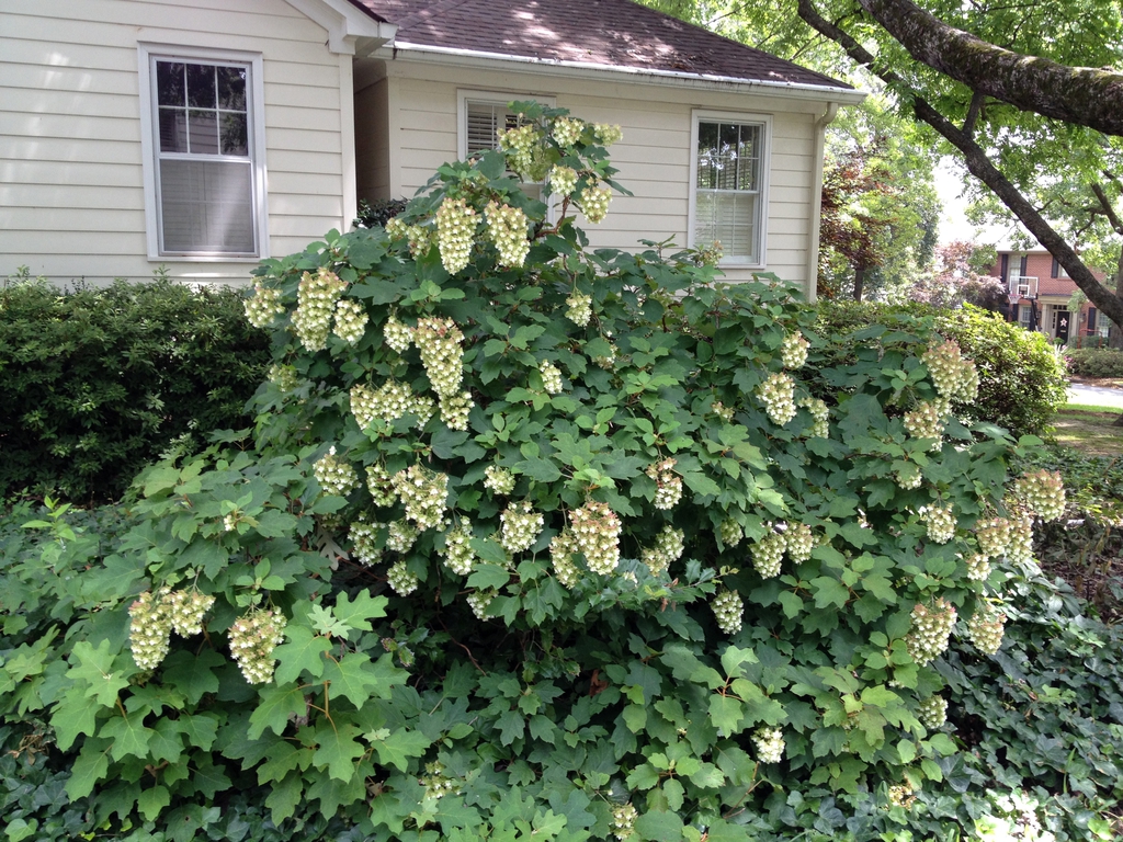 Hydrangea quercifolia