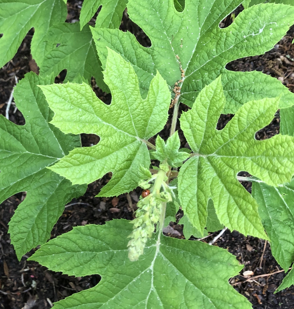 flower and leaves, spring, Warren County, NC