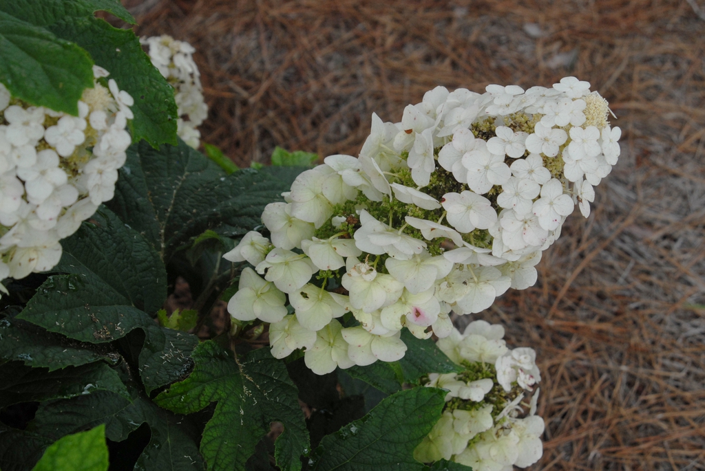 Hydrangea quercifolia