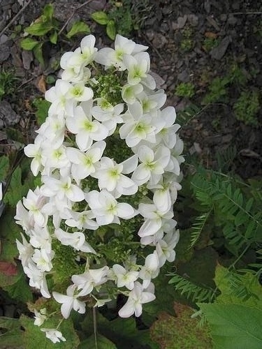 Hydrangea quercifolia 'Snowflake'