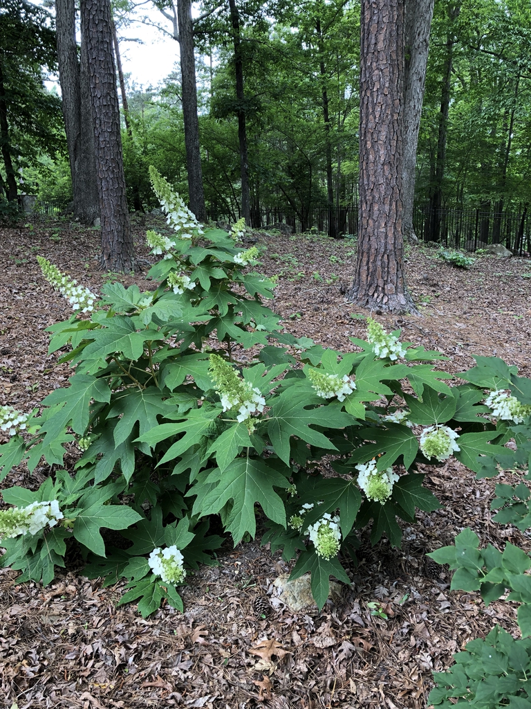 Hydrangea quercifolia
