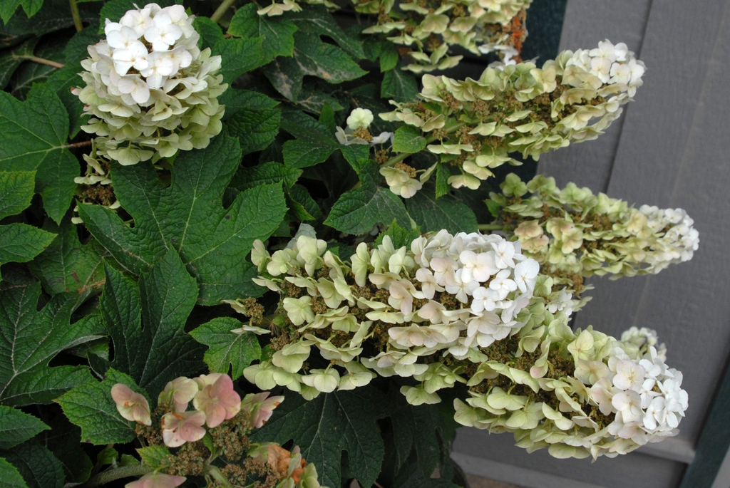Hydrangea quercifolia