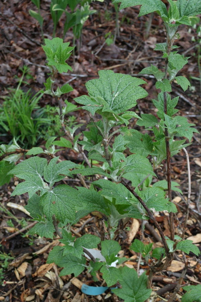 Hydrangea quercifolia