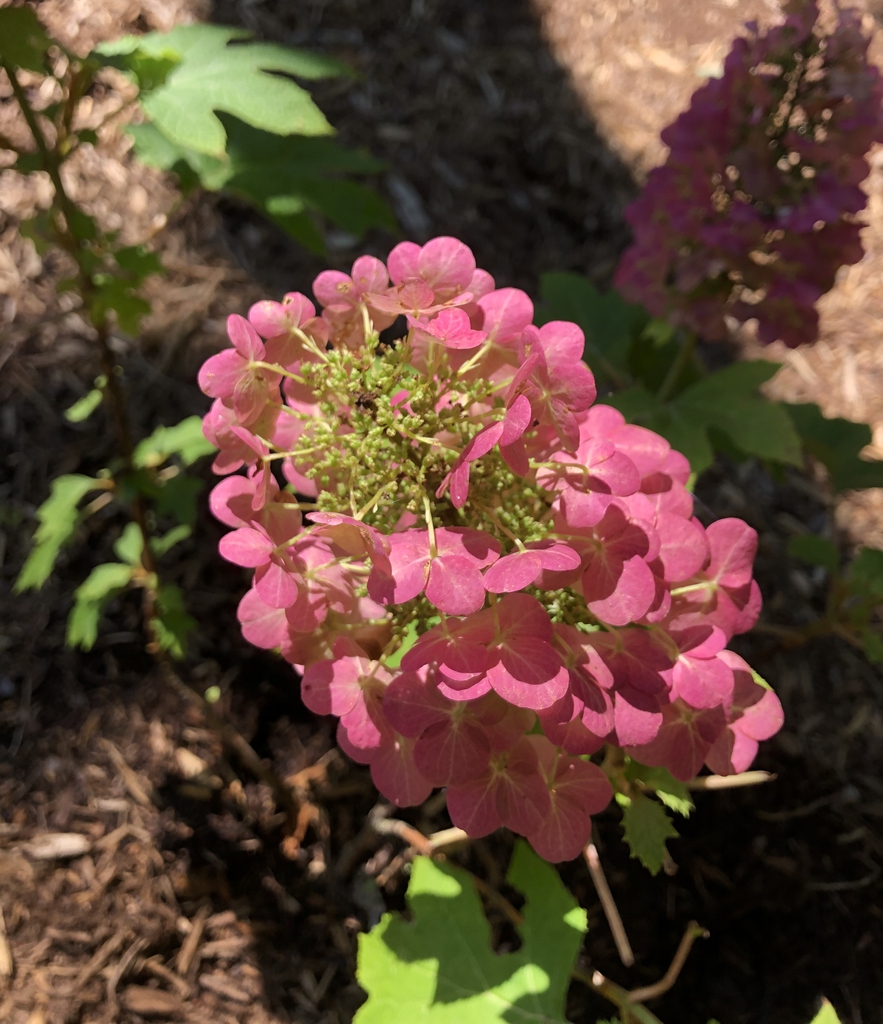Hydrangea quercifolia