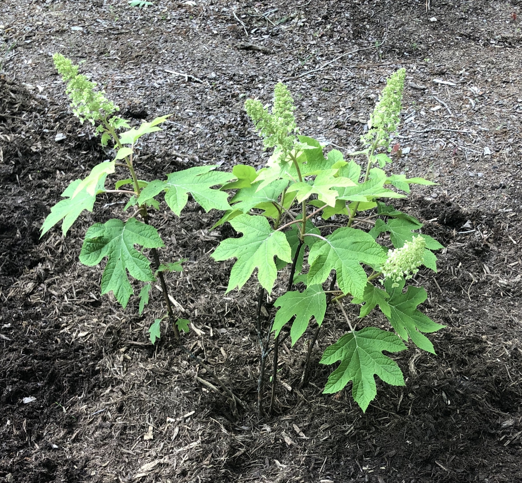 Hydrangea quercifololia
