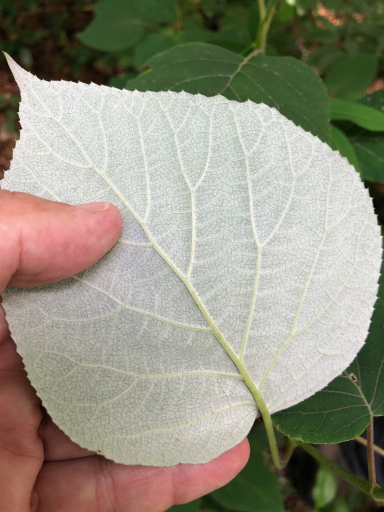 Underside of leaf