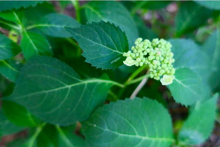 Hydrangea serrata 'Annie's Blue' bud and leaf