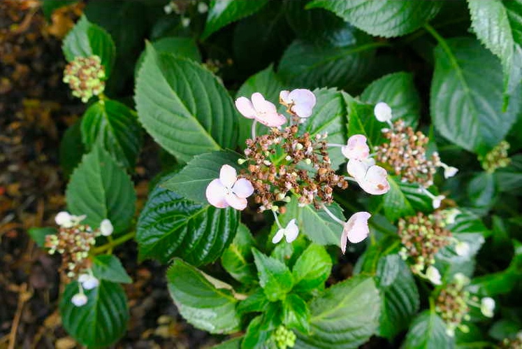 Hydrangea serrata 'Annie's Blue'