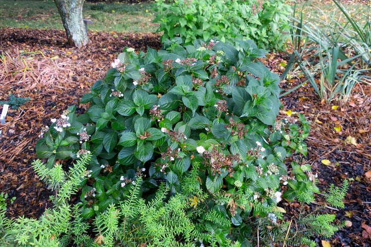 Hydrangea serrata 'Annie's Blue' plant form