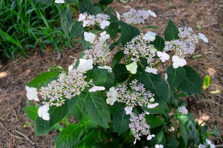 Hydrangea serrata 'Intermedia'