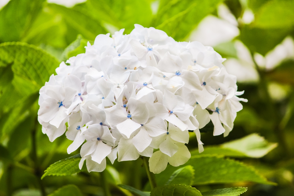 Hydrangea white flower