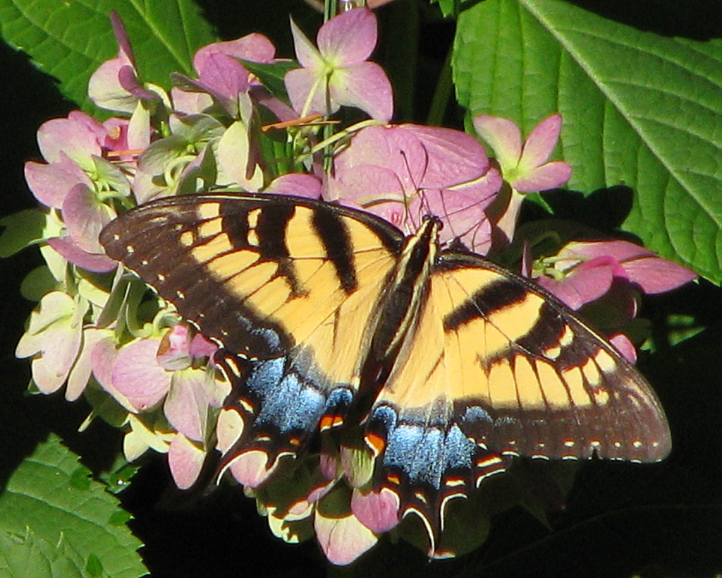 Hydrangea with Eastern Tiger Swallowtail