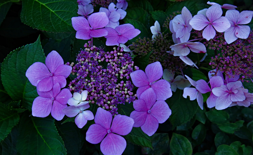 Hydrangeas