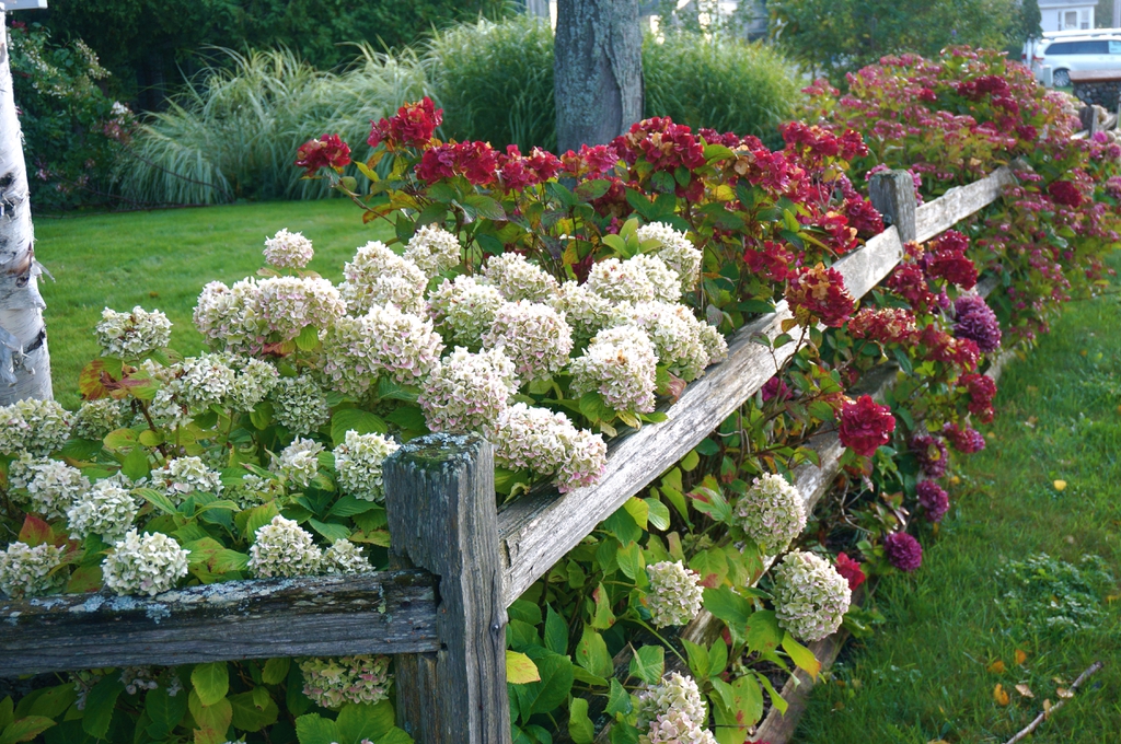 Hydrangea fence border