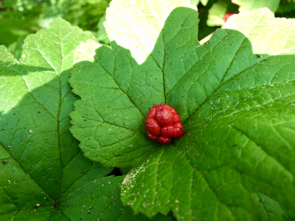 Hydrastis canadensis