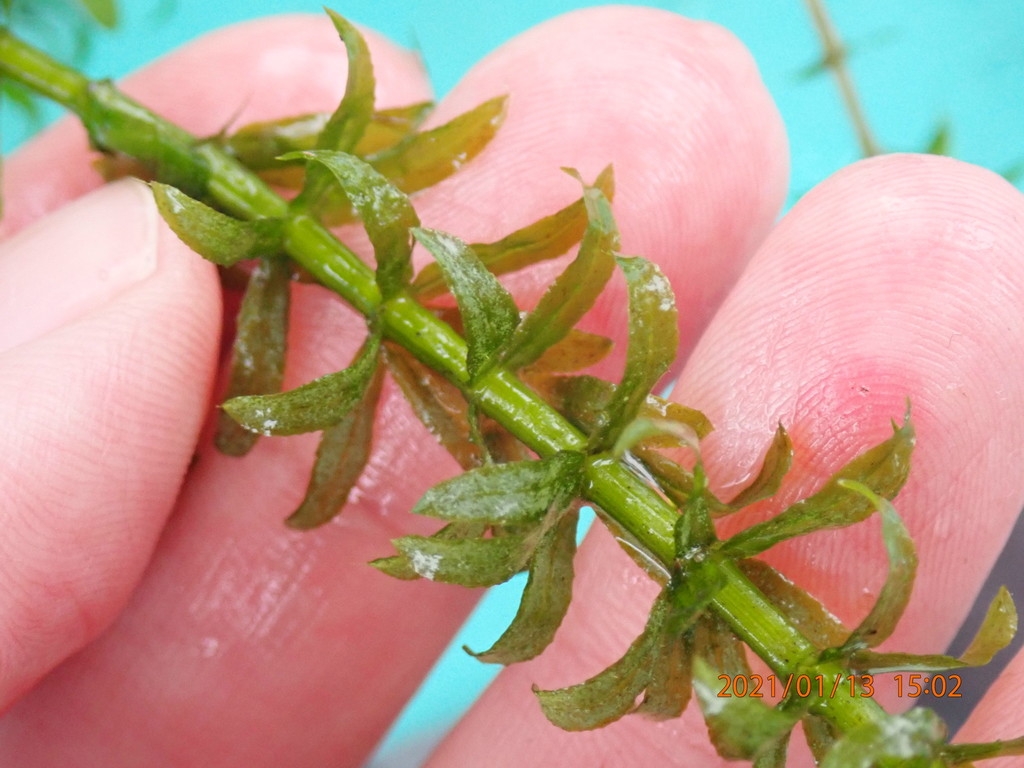 Stem and leaves in a whorl