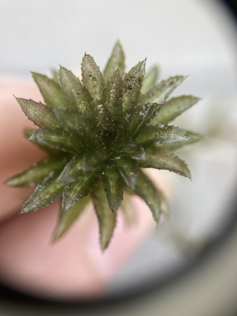 Whorl of leaves at end of stem
