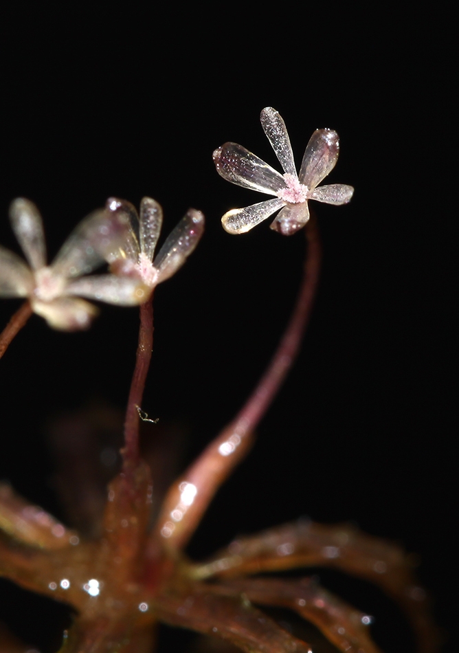 Small 6-petal flowers