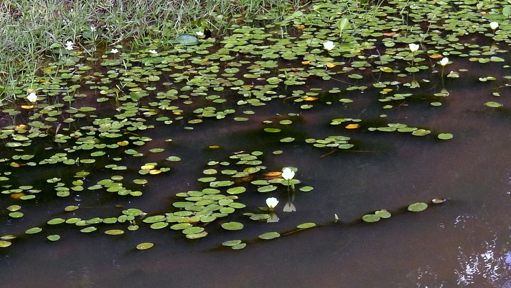 Several plants fo\loating in a pond