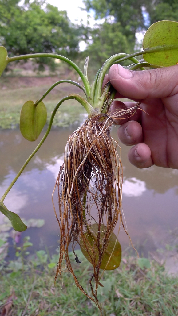 Long roots of the plant