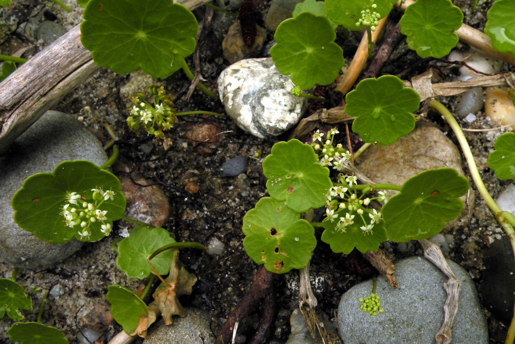 Whole Plant