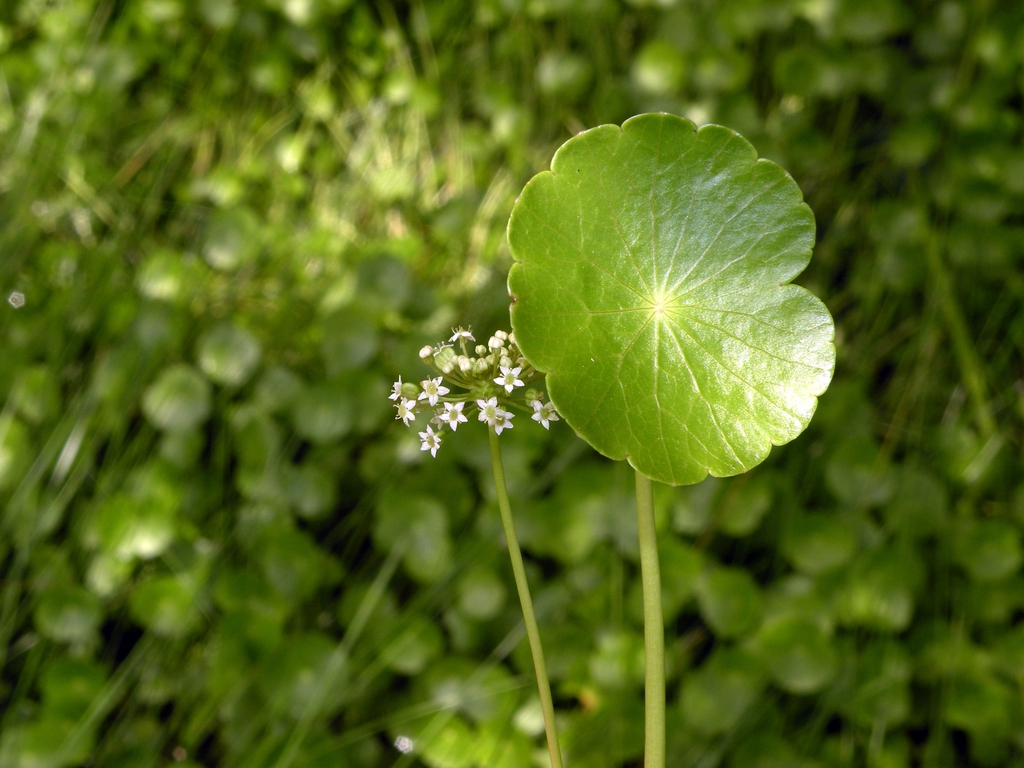 Leaf and Flower