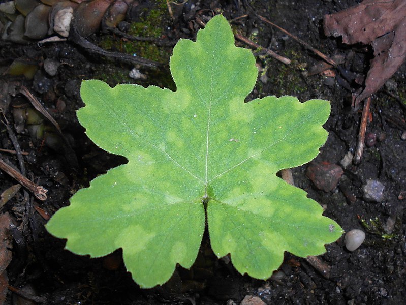 Hydrophyllum canadense