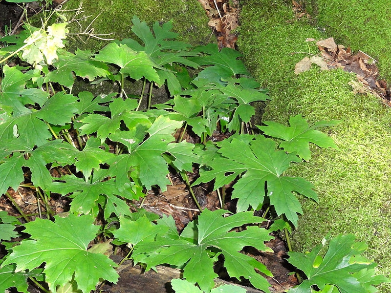 Hydrophyllum canadense