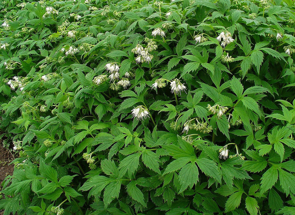 Form