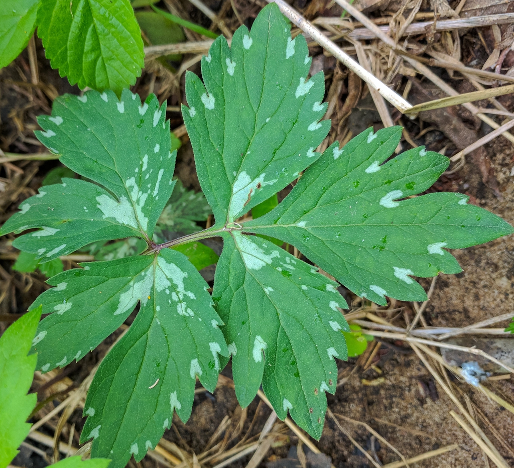 Leaves with white markings