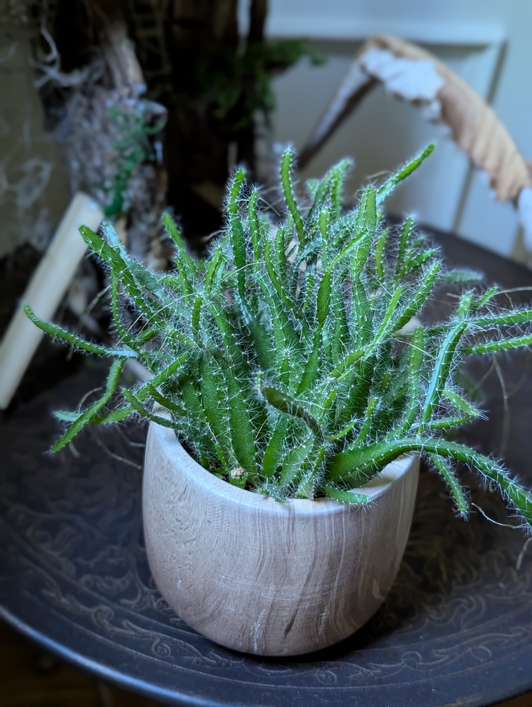 Small spiky-looking plant in pot