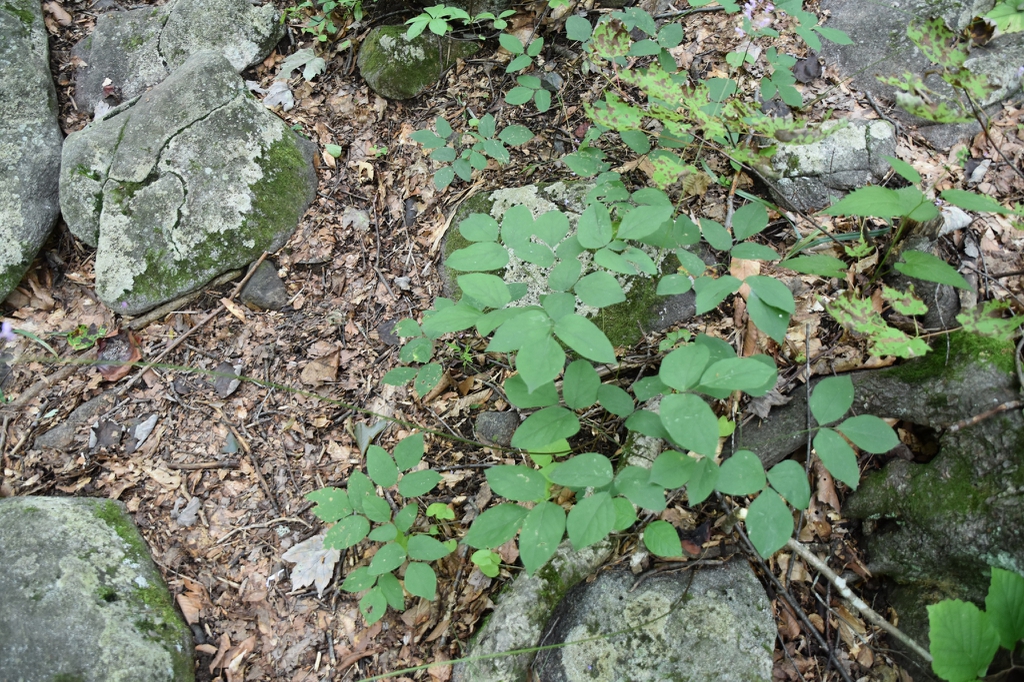 Native habitat