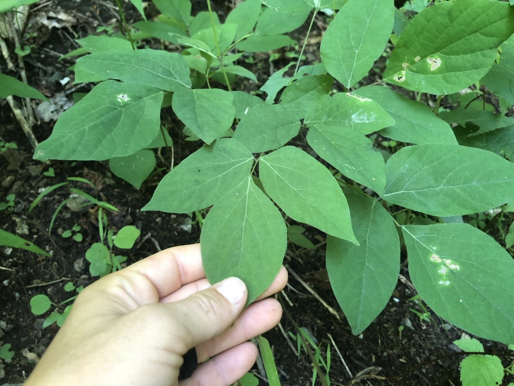 Leaves