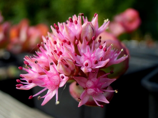 Hylotelephium sieboldii