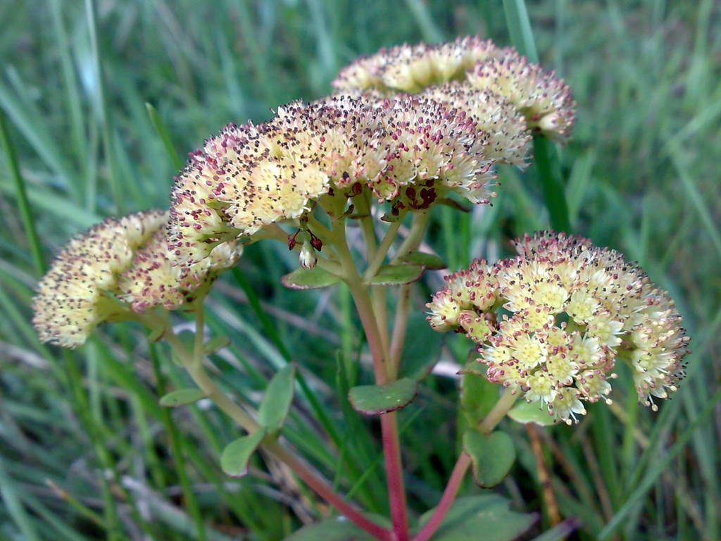 hylotelephium maximum