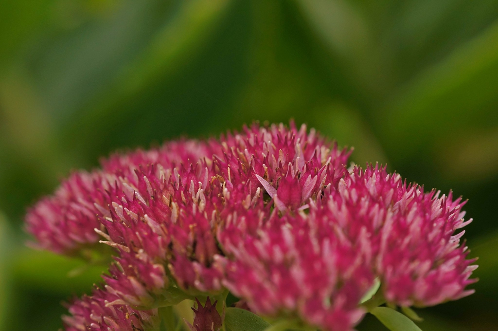 Hylotelephium
